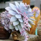 20 PCS Seeds ECHEVERIA Laui Succulents Garden Plants 20 PCS Seeds ECHEVERIA Laui Succulents Garden Plants