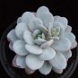 20 PCS Seeds ECHEVERIA Laui Succulents Garden Plants