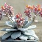 20 PCS Seeds ECHEVERIA Laui Succulents Garden Plants