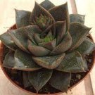 100 PCS Seeds Echeveria Purpusorum 100 PCS Seeds Echeveria Purpusorum