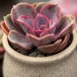 100 PCS Seeds Echeveria Purpusorum