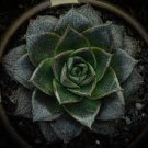 300 PCS Seeds Echeveria Purpusorum Seeds Fresh Ones 300 PCS Seeds Echeveria Purpusorum Seeds Fresh Ones