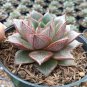 300 PCS Seeds Echeveria Purpusorum Seeds Fresh Ones