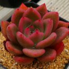300 PCS Seeds Echeveria Purpusorum Seeds Fresh Ones Red Spot Veriety