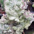 100 PCS Seeds Euphorbia Lactea Perennial Succulent Its Shape is Peculiar and Beautiful