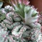100 PCS Seeds Euphorbia Lactea Perennial Succulent Its Shape is Peculiar and Beautiful