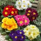 100 PCS Seeds European Primrose Flower Seeds Mixed Colors