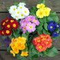 100 PCS Seeds European Primrose Flower Seeds Mixed Colors
