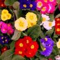 100 PCS Seeds European Primrose Flower Seeds Mixed Colors
