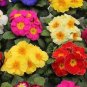 100 PCS Seeds European Primrose Flower Seeds Mixed Colors