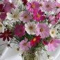 100 PCS Seeds Exotic Galsang Flower Multiple Color Perennial Rare