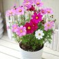 100 PCS Seeds Exotic Galsang Flower Multiple Color Perennial Rare