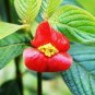 120 PCS Seeds Exotic Red Lips Plants Rare Flower Pots Garden Flowers Plants Park Yard