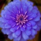 100 PCS Seeds Exotic Zinnia Pretty Pastel Flowering Plants Home Garden Potted 100 PCS Seeds Exotic Zinnia Pretty Pastel Flowering Plants Home Garden Potted