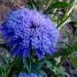 100 PCS Seeds Exotic Zinnia Pretty Pastel Flowering Plants Home Garden Potted