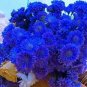 100 PCS Seeds Exotic Zinnia Pretty Pastel Flowering Plants Home Garden Potted