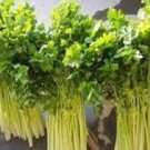10000 PCS Seeds F1 Hybrid Celery Seeds Garden Green Chinese Vegetables