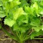 10000 PCS Seeds F1 Hybrid Celery Seeds Garden Green Chinese Vegetables