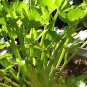 10000 PCS Seeds F1 Hybrid Celery Seeds Garden Green Chinese Vegetables