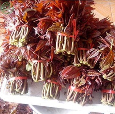 5 PCS Seeds Fast-Growing, New Strange Health Vegetable Toona sinensis Potted Plant