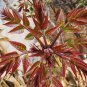 5 PCS Seeds Fast-Growing, New Strange Health Vegetable Toona sinensis Potted Plant