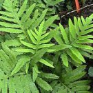 200 PCS Seeds Fern Seeds Greyish Green Color 200 PCS Seeds Fern Seeds Greyish Green Color