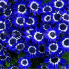 100 PCS Seeds Florists Cineraria Bonsai 9 Kind Different Bonsai Flowers Pericallis hybrida Bonsai 100 PCS Seeds Florists Cineraria Bonsai 9 Kind Different Bonsai Flowers Pericallis hybrida Bonsai
