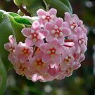 100 PCS Seeds Flower Bonsai Hoya Kerrii Bonsai 100 PCS Seeds Flower Bonsai Hoya Kerrii Bonsai