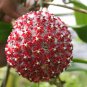 100 PCS Seeds Flower Bonsai Hoya Kerrii Bonsai