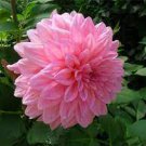 100 PCS Seeds Flowers Beautiful Seven Color Dahlia of Flowers Perennial 100 PCS Seeds Flowers Beautiful Seven Color Dahlia of Flowers Perennial