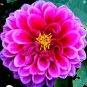 100 PCS Seeds Flowers Beautiful Seven Color Dahlia of Flowers Perennial