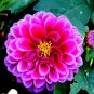 100 PCS Seeds Flowers Beautiful Seven Color Dahlia of Flowers Perennial