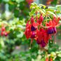 10 PCS Seeds Fuchsia Seeds Orange Flowers with Dark Red Centre Flowers