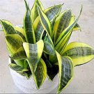 400 PCS Seeds Garden Bonsai Sansevieria 400 PCS Seeds Garden Bonsai Sansevieria