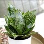 400 PCS Seeds Garden Bonsai Sansevieria