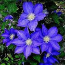 50 PCS Seeds Garden Climbing Clematis Hybridas Flower Plants Vines Bonsai