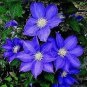 50 PCS Seeds Garden Climbing Clematis Hybridas Flower Plants Vines Bonsai