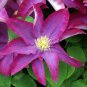 50 PCS Seeds Garden Climbing Clematis Hybridas Flower Plants Vines Bonsai
