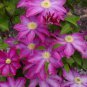 50 PCS Seeds Garden Climbing Clematis Hybridas Flower Plants Vines Bonsai