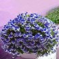 100 PCS Seeds Garden Geranium Seed Rare Potted Flower