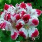 100 PCS Seeds Garden Geranium Seed Rare Potted Flower