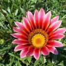 30 PCS Seeds Gazania Fire Red Petals Black Stripe Color Centre Perennial Flower