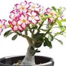 1 PCS Seeds Genuine Desert Rose Bonsai
