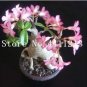 1 PCS Seeds Genuine Desert Rose Bonsai