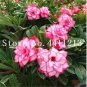 1 PCS Seeds Genuine Desert Rose Bonsai