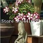 1 PCS Seeds Genuine Desert Rose Bonsai