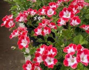 50 PCS Seeds Geranium Seed Rare Variegated Geranium Flower Potted Winter Perennial Pelargonium