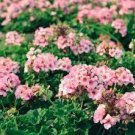 10 PCS Seeds Geranium Vibrant Pink & White Bicolor Blooms Flower