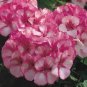 10 PCS Seeds Geranium Vibrant Pink & White Bicolor Blooms Flower