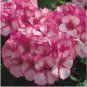 10 PCS Seeds Geranium Vibrant Pink & White Bicolor Blooms Flower